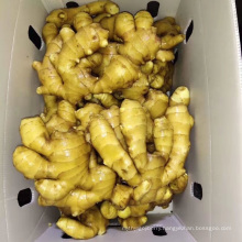 New Crop Fresh Ginger Wholesale Prices